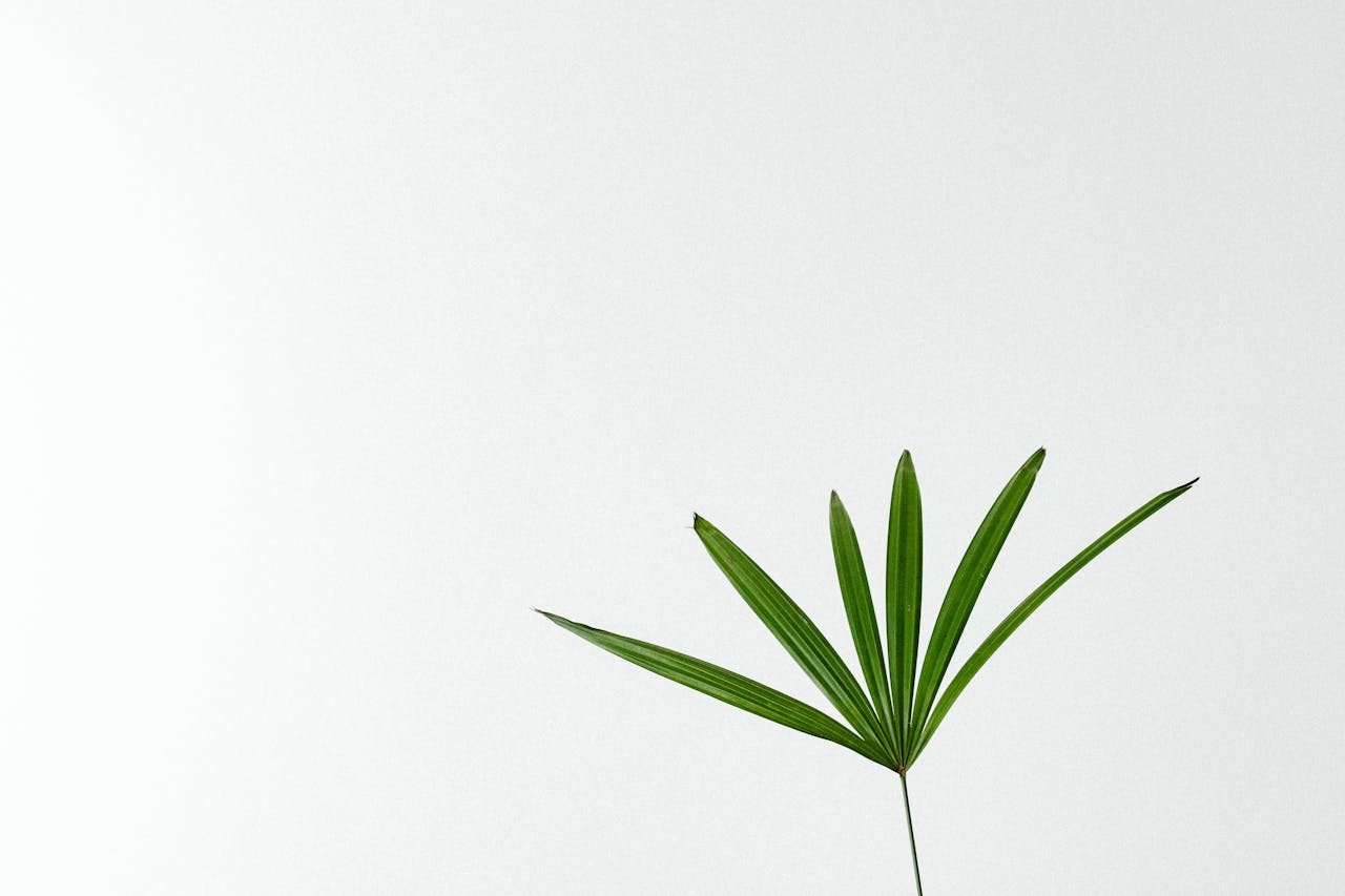 A single fresh green leaf against a clean white background, symbolizing eco-friendly and non-toxic cleaning